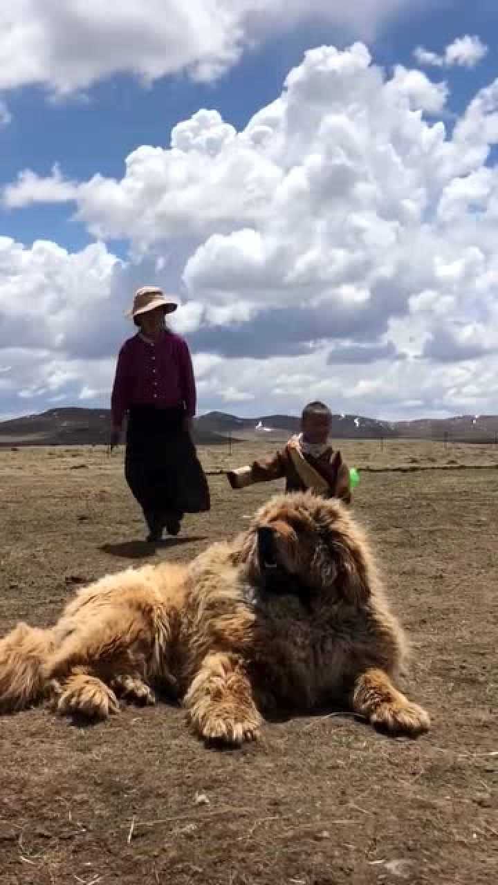 藏族的村民都会养一只藏獒它可以陪伴孩子成长