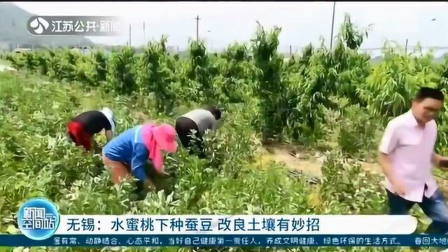 桃树底下种蚕豆 改良土壤有妙招!桃农:蚕豆不要钱免费摘!