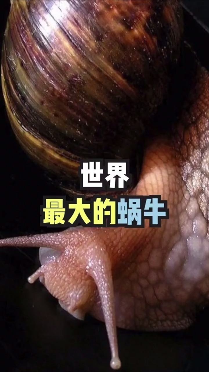 世界上最大的蜗牛,长30cm的非洲大蜗牛,牙齿2