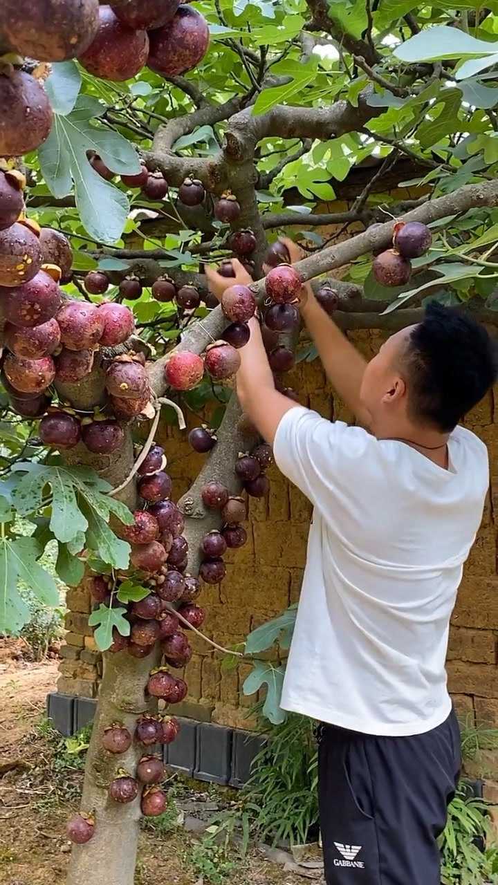 山竹原來是長樹上的