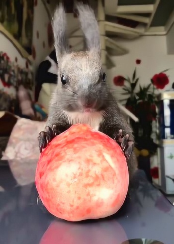 松鼠喜欢吃水果,这大红桃吃的太香了,好喜欢呀!