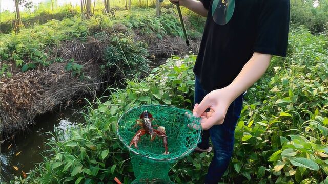 农村水沟发现有小龙虾,小伙带上诱饵钓龙虾,一下一只真过瘾x264