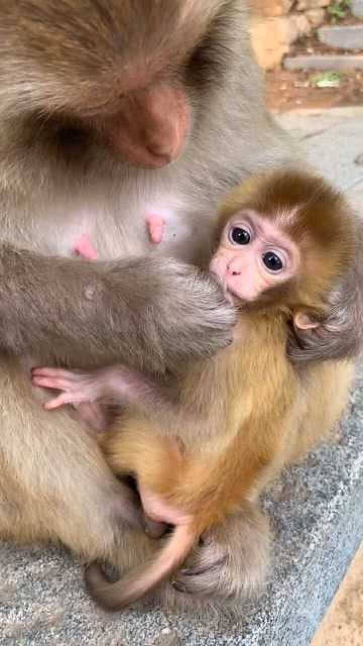 史上最幸福的小猴宝宝姐姐疼妈妈爱真的很幸福