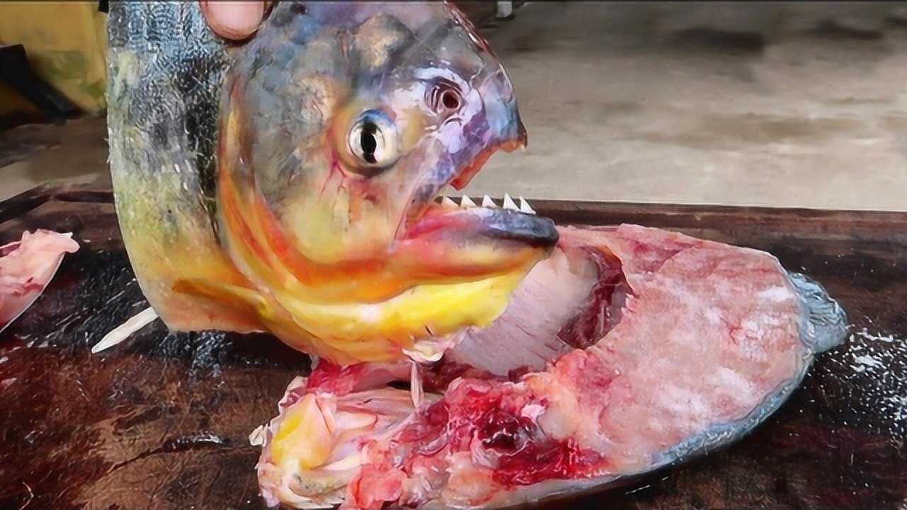 人能吃"食人鱼"吗?厨师烹饪手法超简单,油炸后香脆酥嫩!