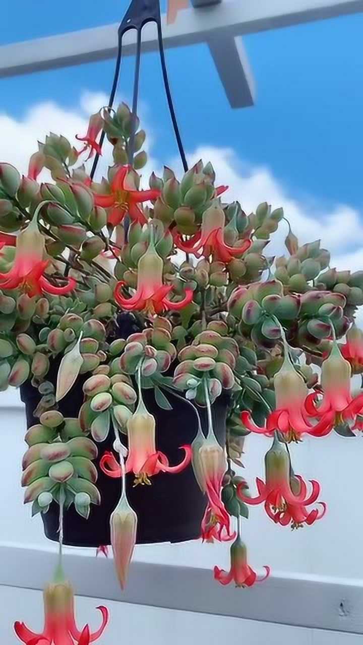 多肉植物达摩福娘开花了