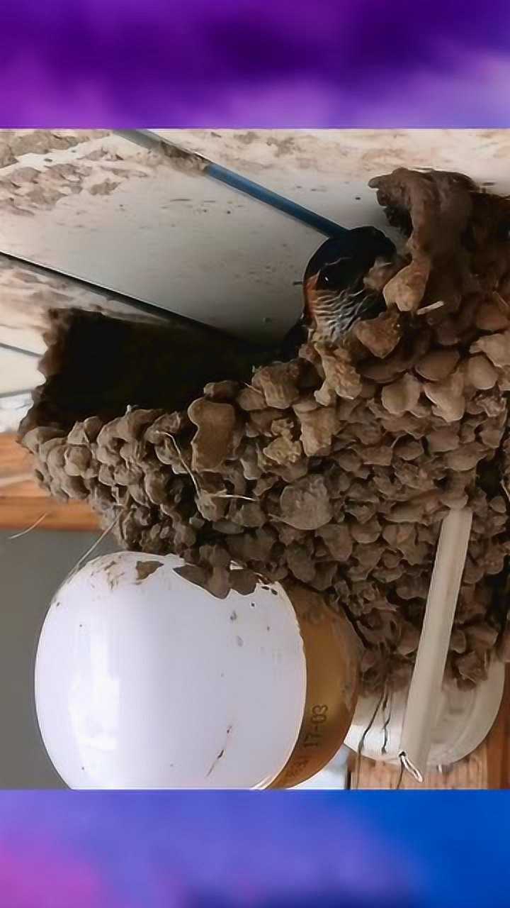 原来燕子是这样搭窝的眼前这一幕真的让我开眼了