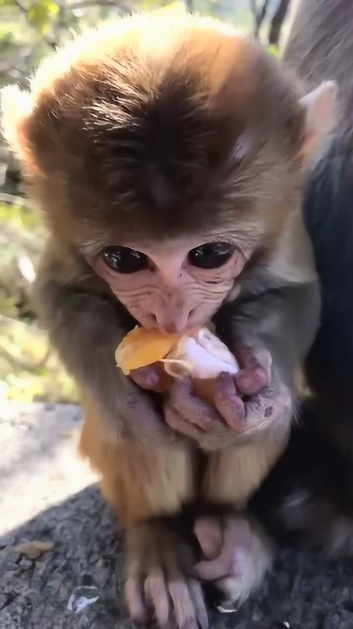 捕捉到一只大眼猕猴,吃橘子的样子好可爱,真想抱回家
