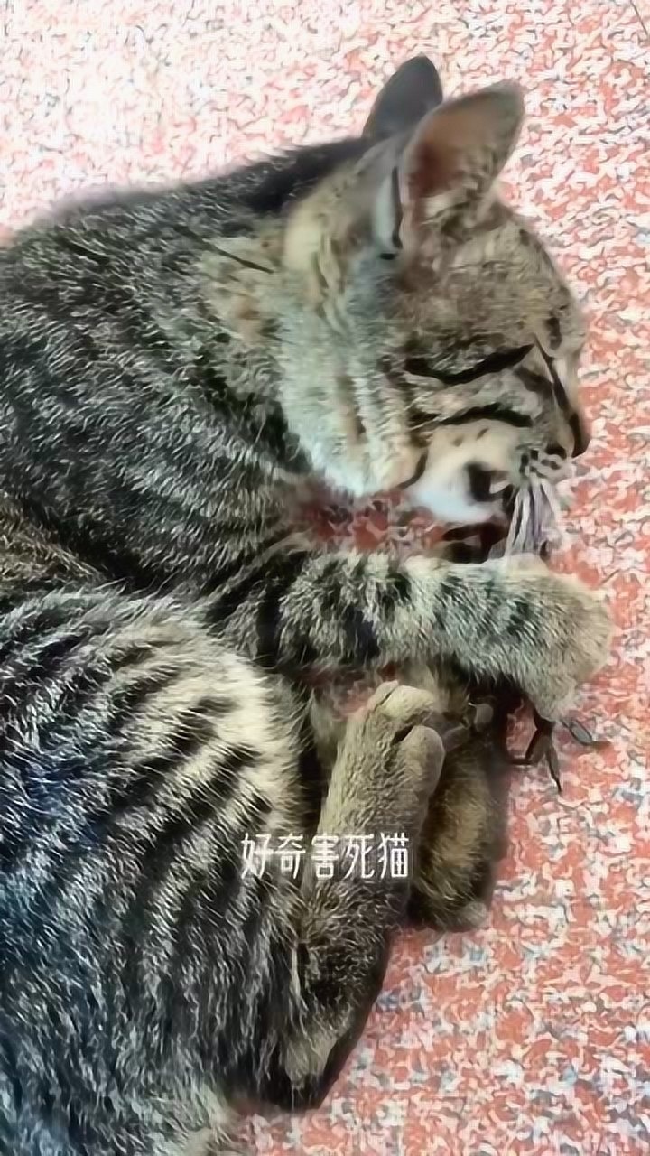 好奇害死猫,这句话是有依据的