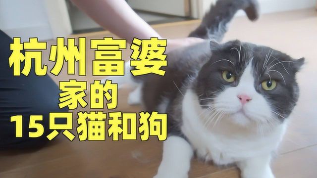 参观杭州富婆家的15只猫,您家还缺猫吗?上过大学的那种!