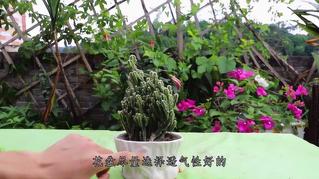 万重山徒长的照片图片