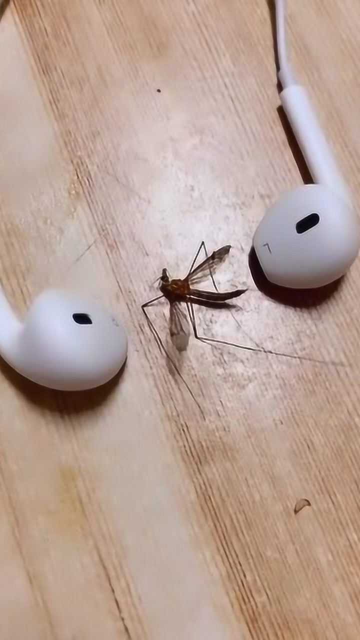 蚊子放在耳机中间看到蚊子的反应真是太解气了