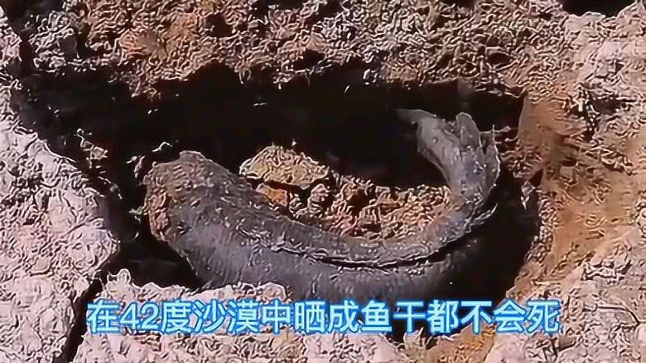 世界上最坚强的鱼,非洲肺鱼