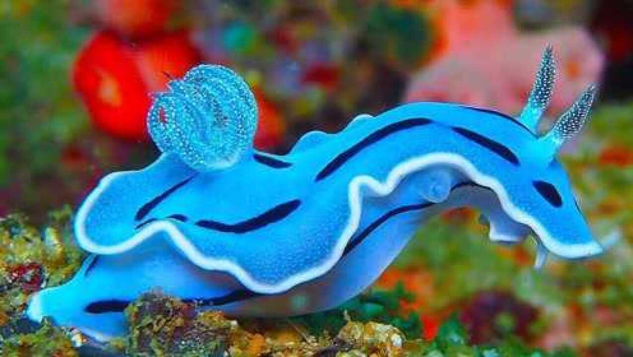 盘点:5种罕见海洋生物,认识3种以上的话,你就算见多识广了!