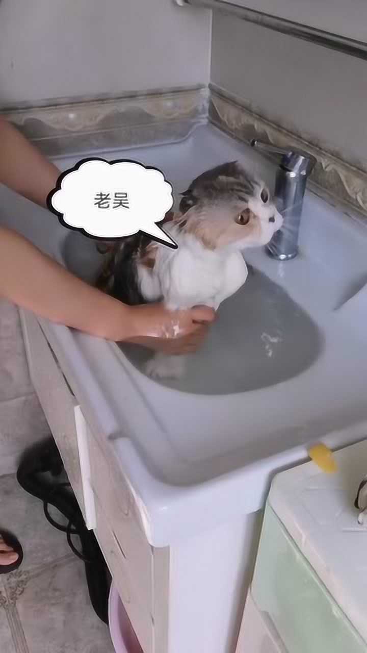 猫咪洗澡拼命的喊老吴