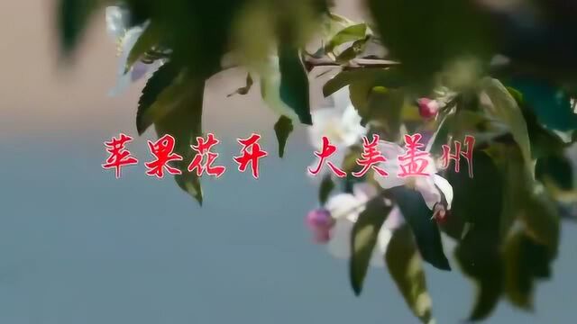 苹果花开,大美盖州