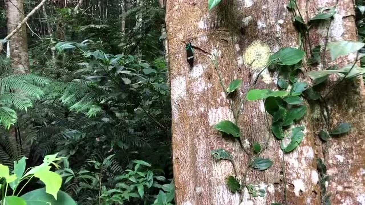 吴小咖的自然记录超话西南地区昆虫记录,黑丽宝岛蝉