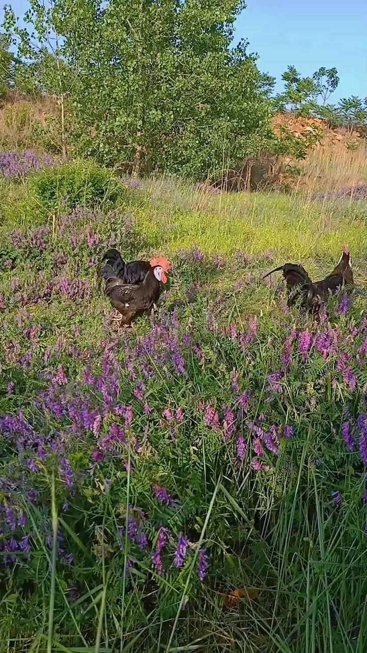 西班牙白脸小丑鸡虽然它们的名字叫小丑我觉着它们一点不丑