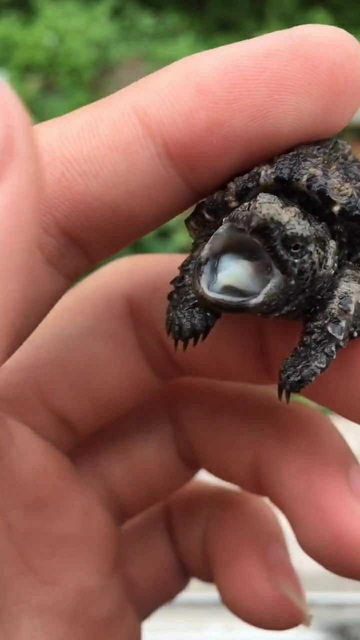 虽然小鳄龟的体型很小但是它咬人的时候也很疼