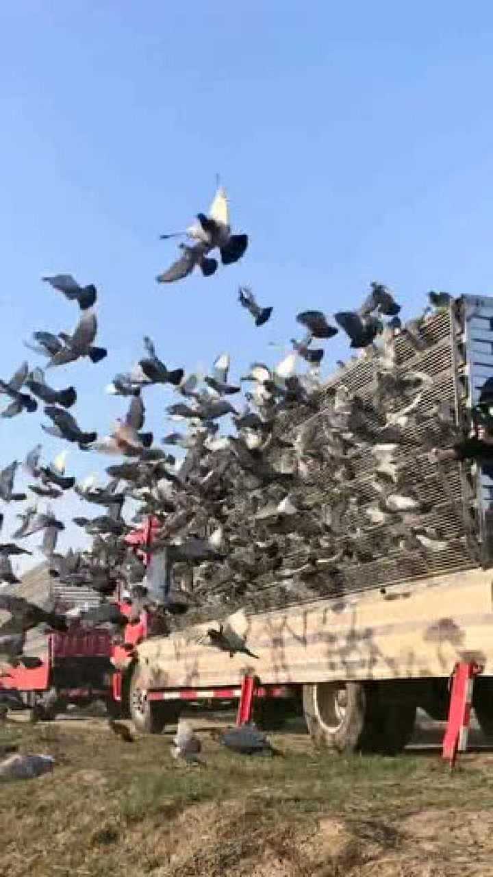 这就是放飞鸽子的场景实在也太壮观了就是不知道有多少会回不来