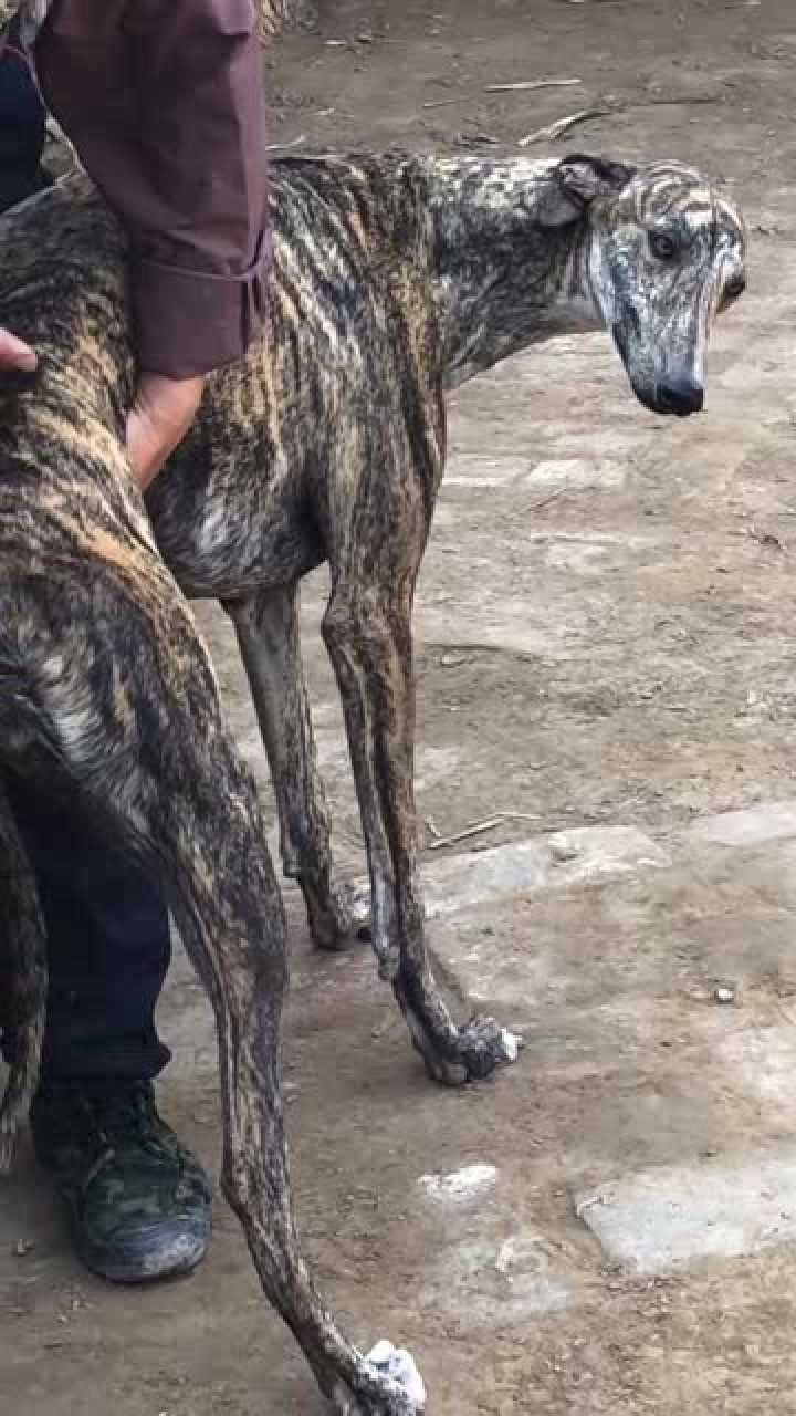 这是什么品种的狗,第一次见到满身豹纹的狗子,长得这样细长!