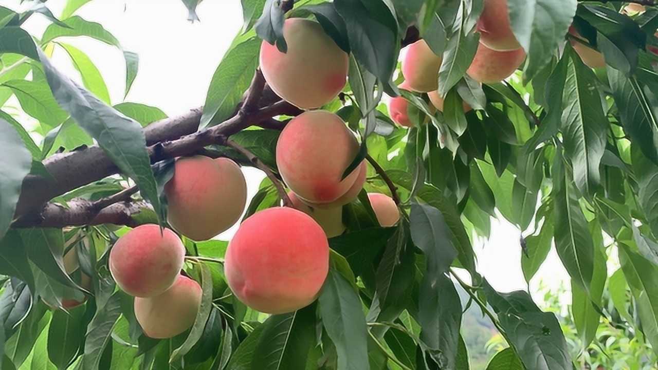 《航拍果园》_高清1