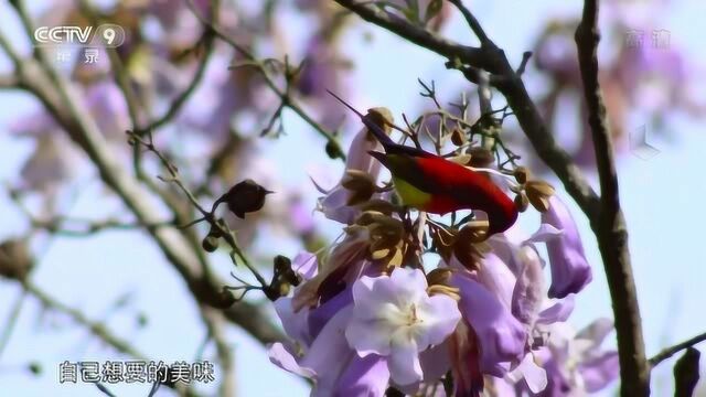 众多“精灵”抢夺报春话语权 夺人眼球的太阳鸟 开始在繁花中劳作