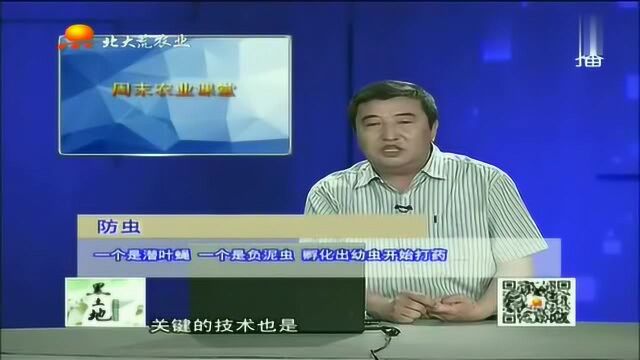 水稻潜叶蝇、负泥虫这时期开始打药对水稻没有危害、效果还好