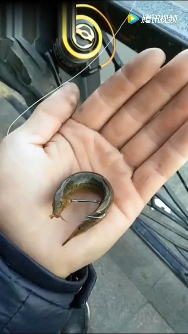 泥鳅钓翘嘴鱼