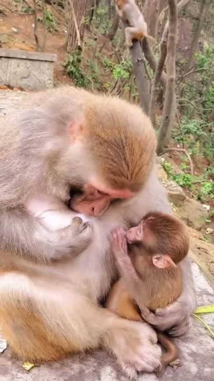 猴子妈妈给小猴喂奶怎么自己还吃起来了我试了试办不到
