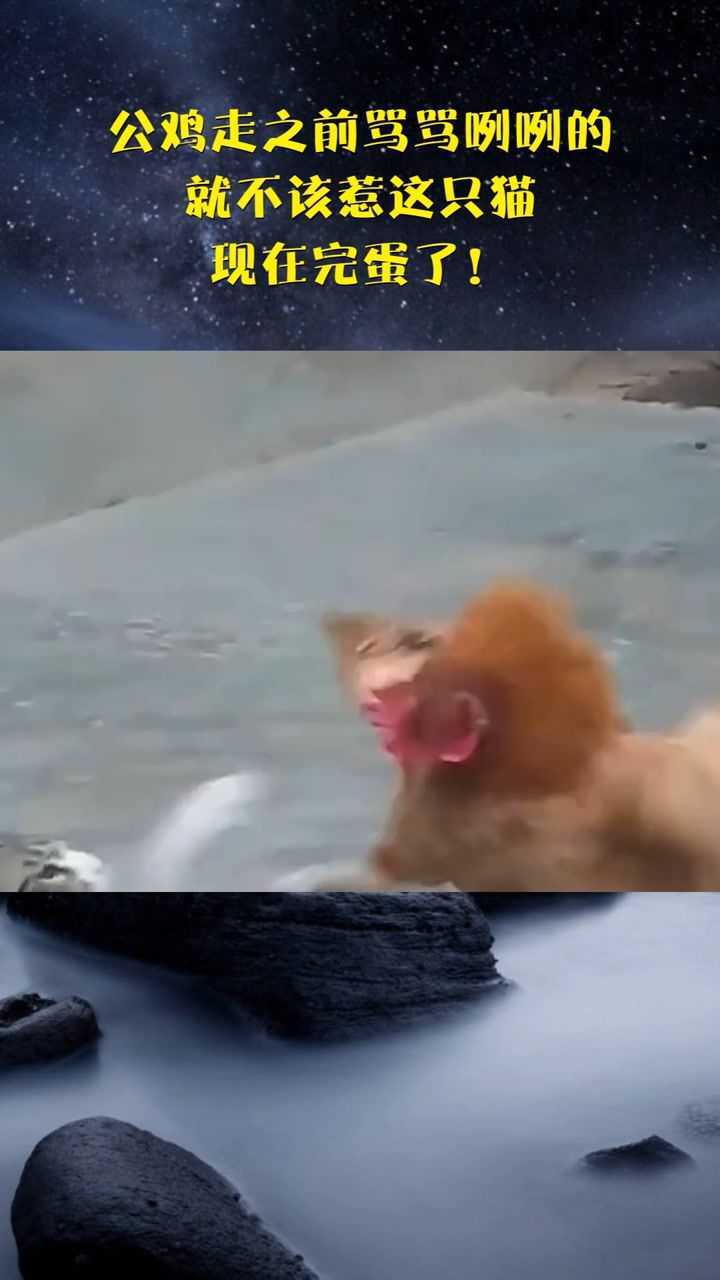 公鸡走之前骂骂咧咧的就不该惹这只猫现在完蛋了