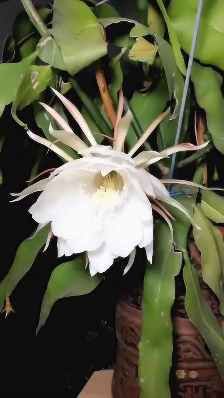 昙花一现从开始到结束,开的花真是太美了