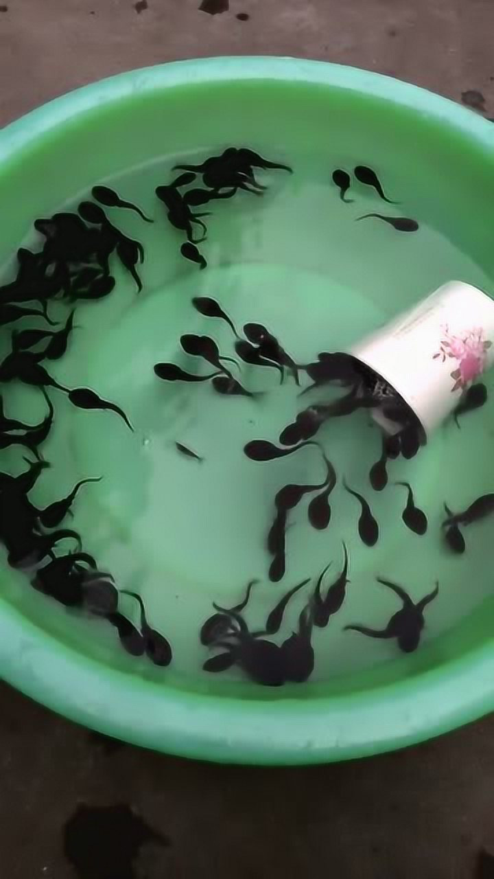 青蛙小时候居然长这样?黑不溜秋,像极了一幅水墨画!