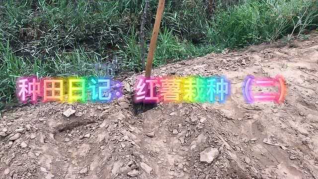 种田日记:红薯栽种(二)