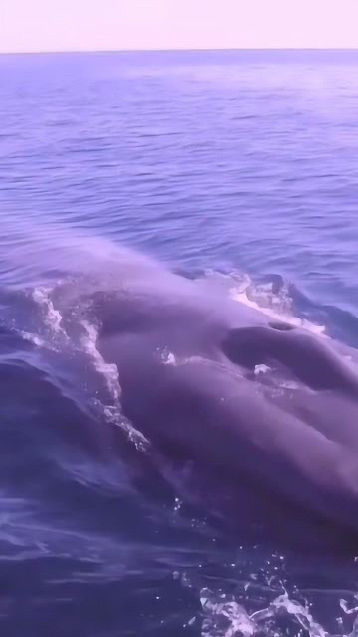 实拍蓝鲸出海,入水时的叫声,听着太震撼了!