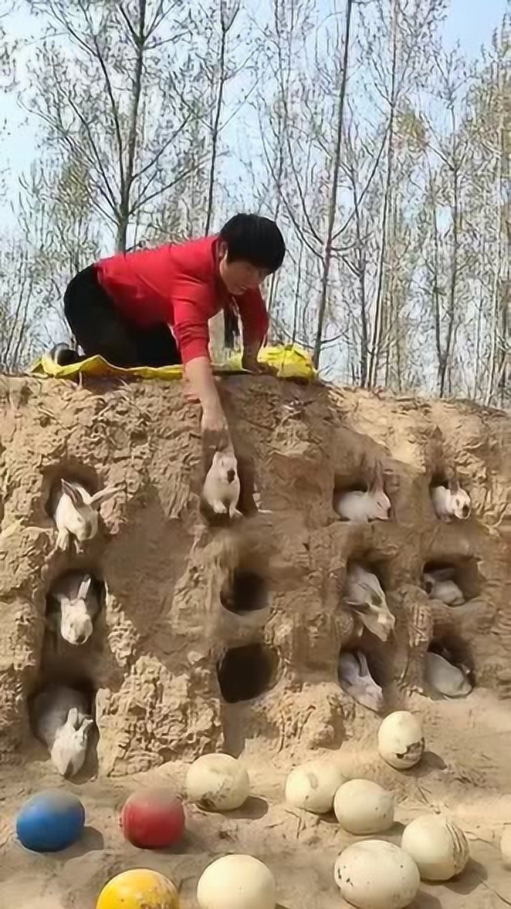 家里养兔子的养殖户竟然给兔子们做这种窝我都看蒙了