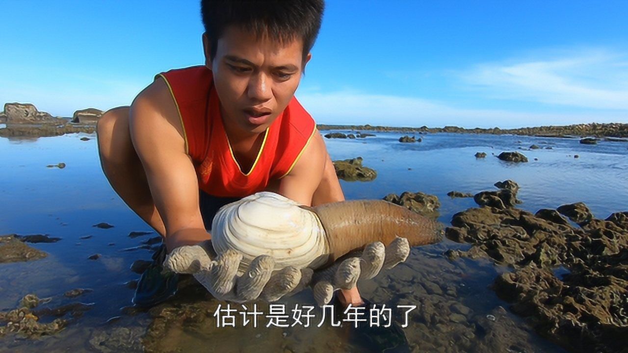 阿平赶海第一次抓象拔蚌皇帝鱼一斤一百多块收获挺大的