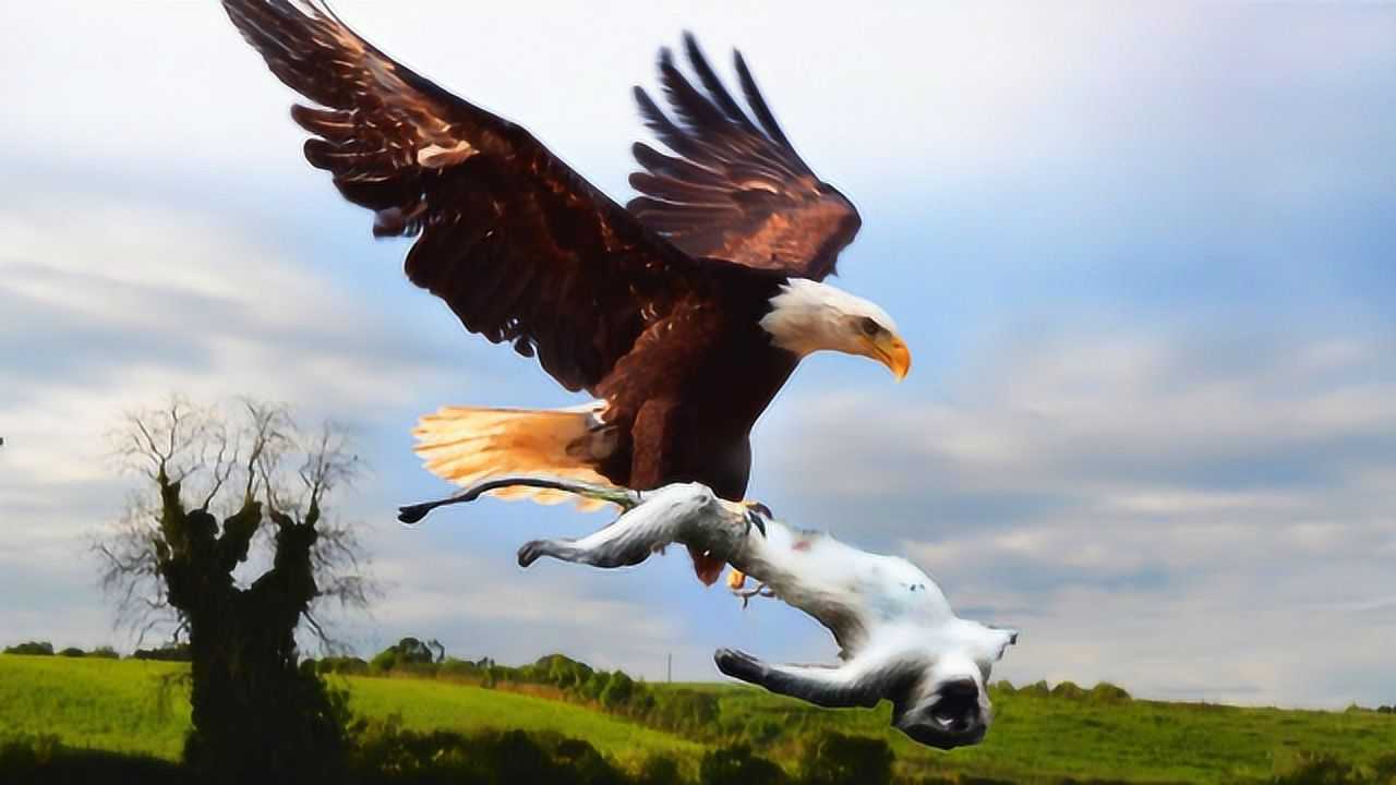 菲律宾发现"食猴鹰",实拍食猴鹰抓猴子,镜头记录残忍一幕!