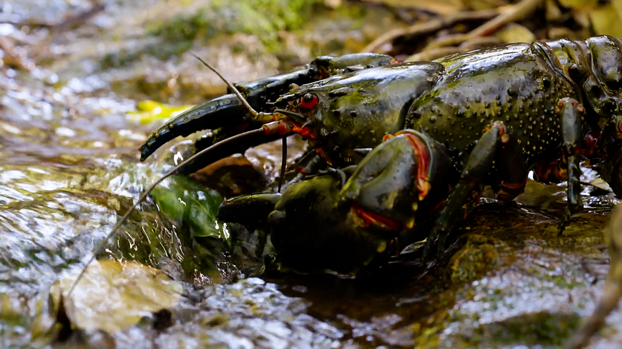 刺鳌虾勇闯雨林,巨石螯虾抱卵18个月生子丨纪录片