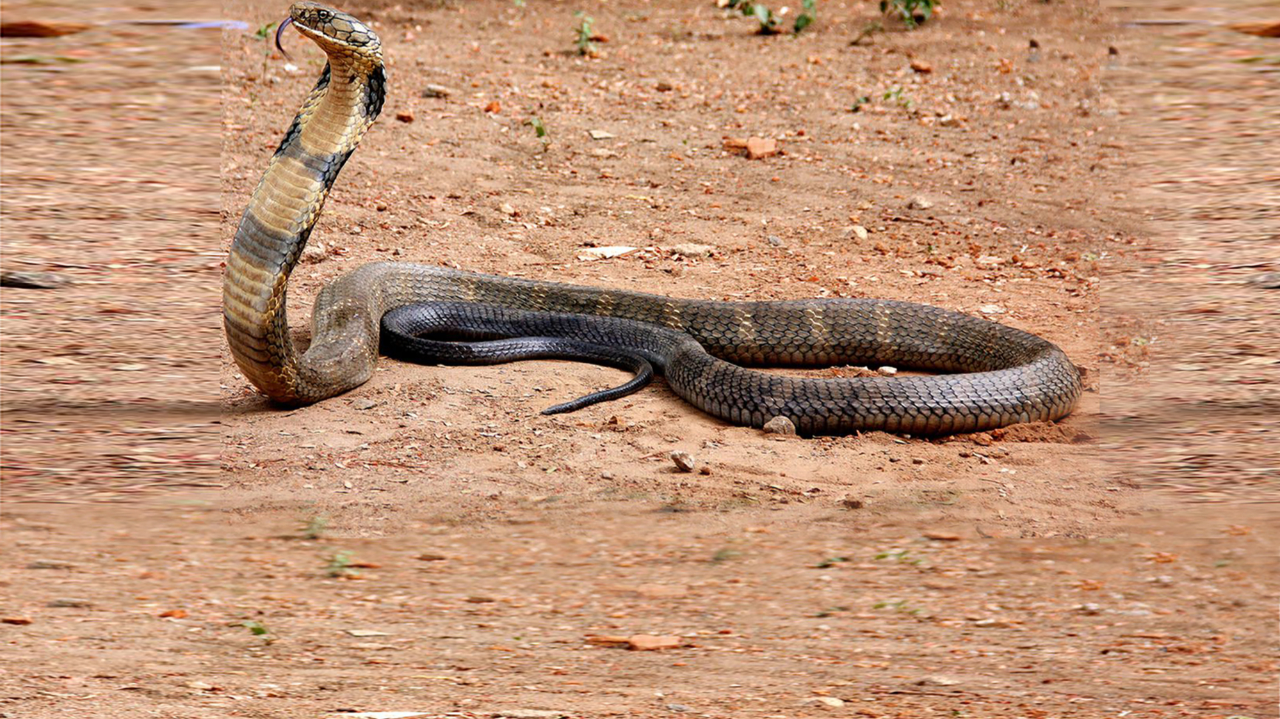 海南居民厕所遇眼镜王蛇哪种情况下遇到它最危险如何规避风险