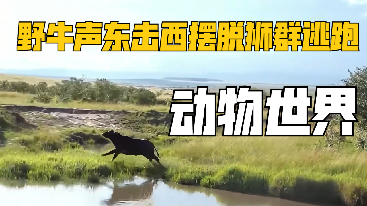 野牛遭遇狮群围攻,无奈声东击西找到时机逃跑|纪录片