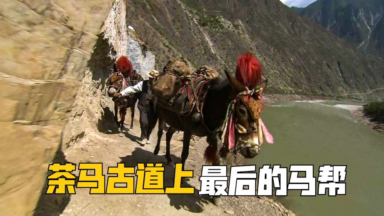 茶马古道上最后的马帮,100多天步行2000公里,靠着一双脚走出传奇