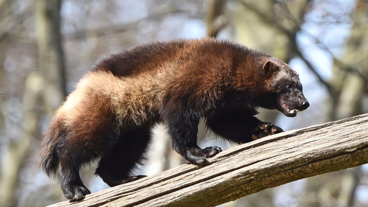 黄鼠狼家族的战神:狼獾虽然身体很小,遇到猎物干就完了