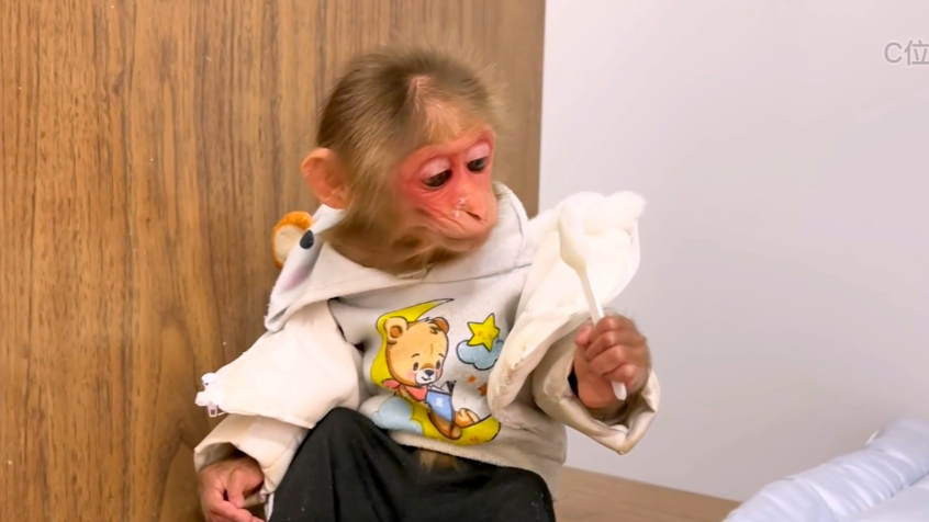 小猴子竟然会主动替猫妈妈照顾孩子,这究竟是怎么回事呢