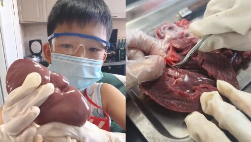 9岁小男孩娴熟解剖动物内脏,爸爸:爷奶都是医生,他不识字时就爱看带图
