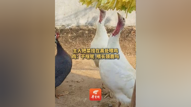 主人把菜挂在高处喂鸡,鸡:你个老登 喂长颈鹿呢,食客:时间长了肉会不