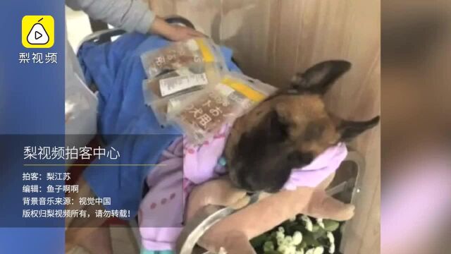 功勋军犬沈虎去世享年14岁:汶川地震中曾救出15人