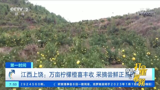 江西上饶:万亩柠檬橙喜丰收,采摘尝鲜正当时