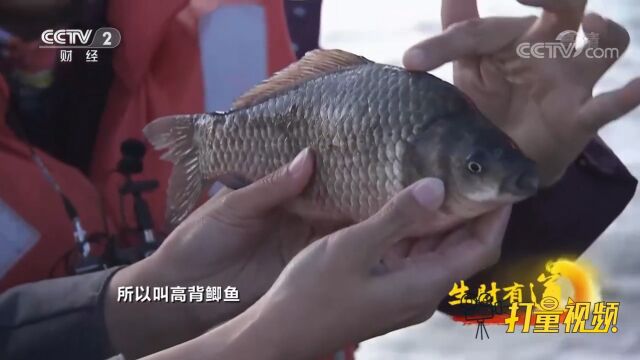 库伦淖尔湖的湖水极佳、水质清澈,盛产高背鲫鱼