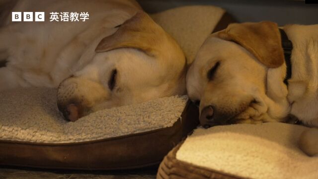 BBC英语大破解:英国家庭自愿饲养导盲犬 guide dogs