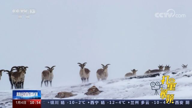 祁连山冰封雪冻食物匮乏,巡护人员拍摄到雪豹下山吃旱獭画面